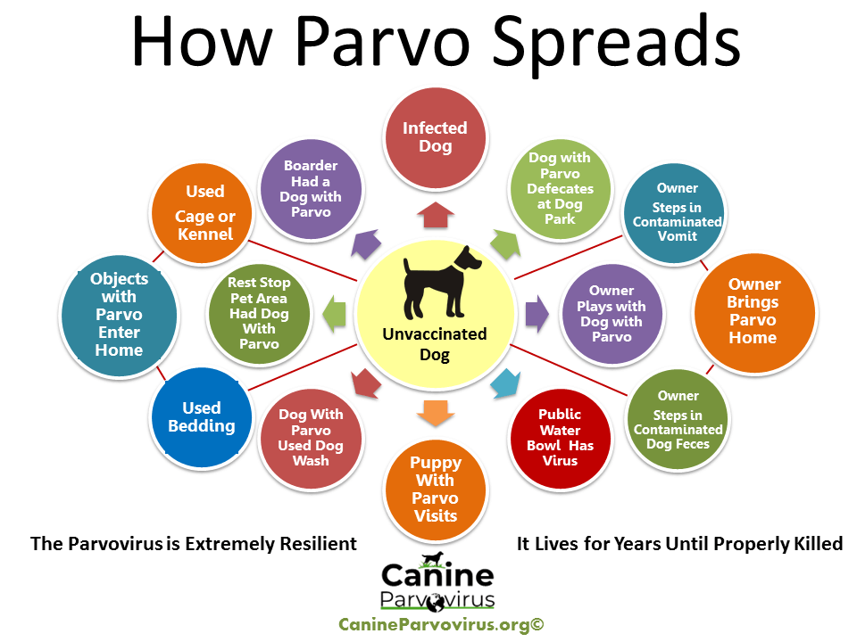 What Dog Owners Need to Know About Parvovirus SPCA Albrecht